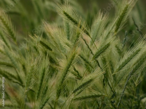 Close up of ears of barley (Hordeum vulgare) on the field