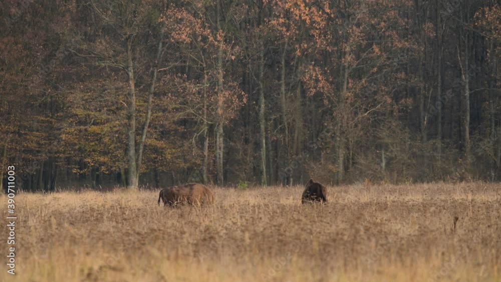Buffalo i natural park from Romania , wildlife bison in the nature Buffalo i natural park from Romania , wildlife bison in the nature