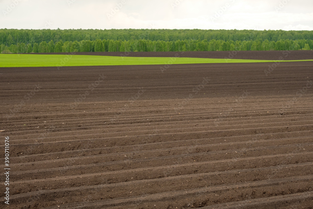 rows in an agricultural field with planted potatoes, green grass and sky on the horizon