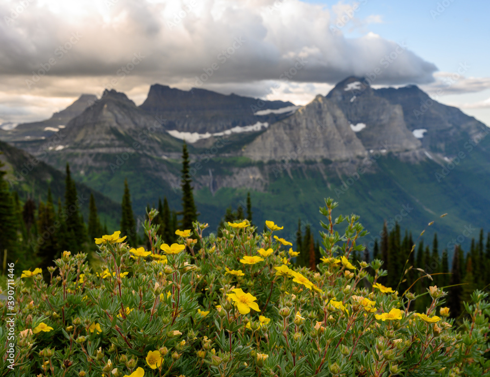 Fototapeta premium Yellow Wildflowers in front of Montana mountains
