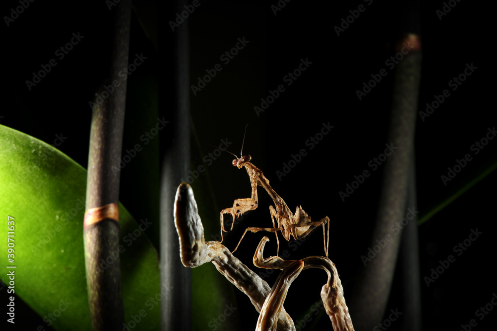 Deroplatys trigonodera mantis - obrazy, fototapety, plakaty 