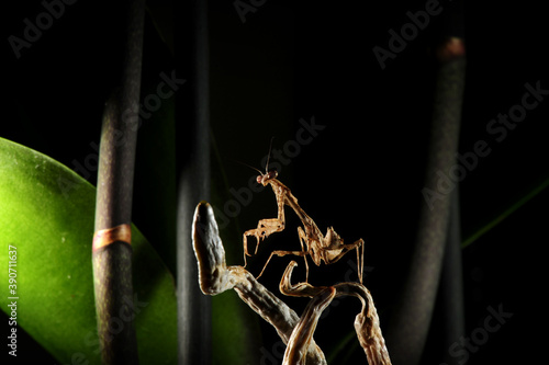 Deroplatys trigonodera mantis photo