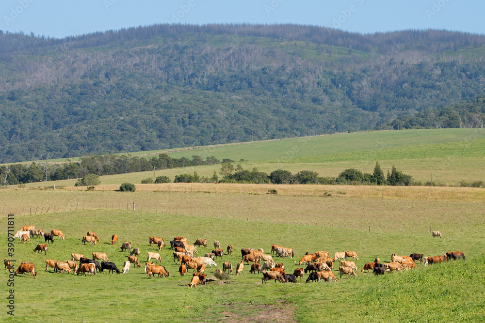 Dairy cows grazing on lush green pasture of a rural farm, South Africa. Dairy cows grazing on lush green pasture of a rural farm, South Africa.