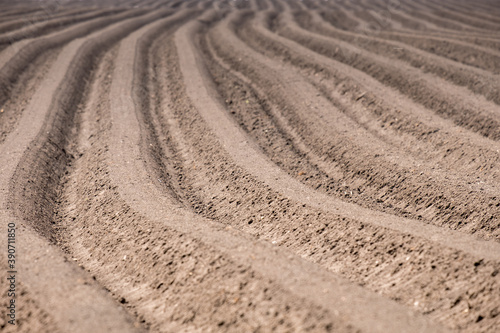 field with rows of cultivated soil for planting potatoes