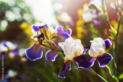 Beautiful iris flowers in the garden at sunset on the summer day.