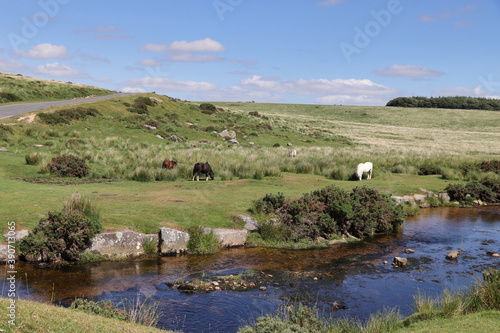Obraz na płótnie beautiful ways in the dartmoor, england, devon