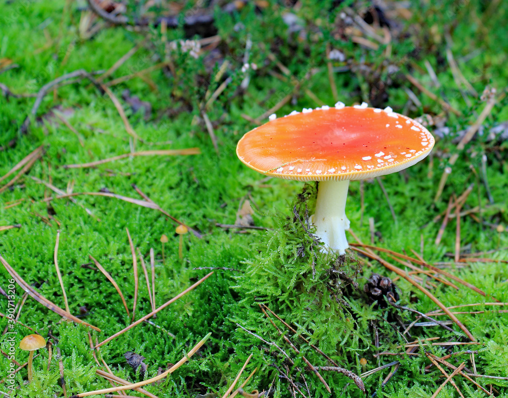 Fliegenpilze im Herbstwald Fliegenpilze im Herbstwald
