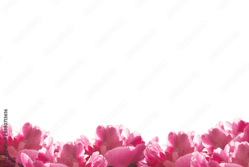  Flowers. Beautiful pink peonies on white background. Frame