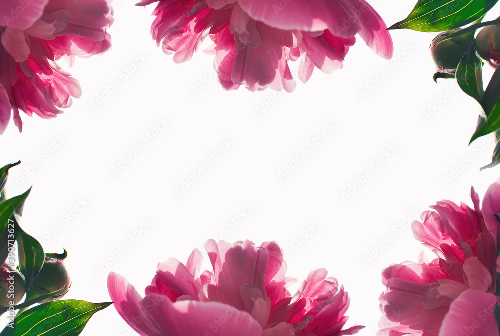  Flowers. Beautiful pink peonies on white background. Frame