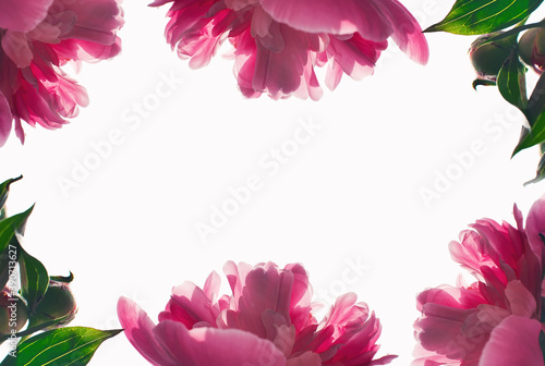 Fototapeta Naklejka Na Ścianę i Meble -   Flowers. Beautiful pink peonies on white background. Frame