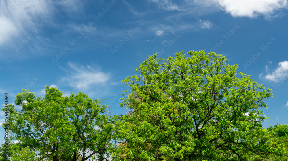 Beautiful summer background of a few green trees and a blue morning sky behind Beautiful summer background of a few green trees and a blue morning sky behind