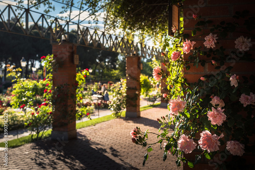 Pink roses on a brick column of the rose garden promenade of Parque del Oeste in a spring day  Madrid  Spain