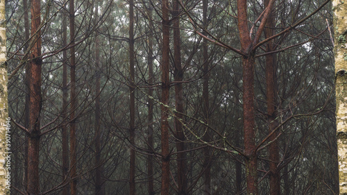 Fototapeta Naklejka Na Ścianę i Meble -  Drzewa w lesie pokrytym mgłą
