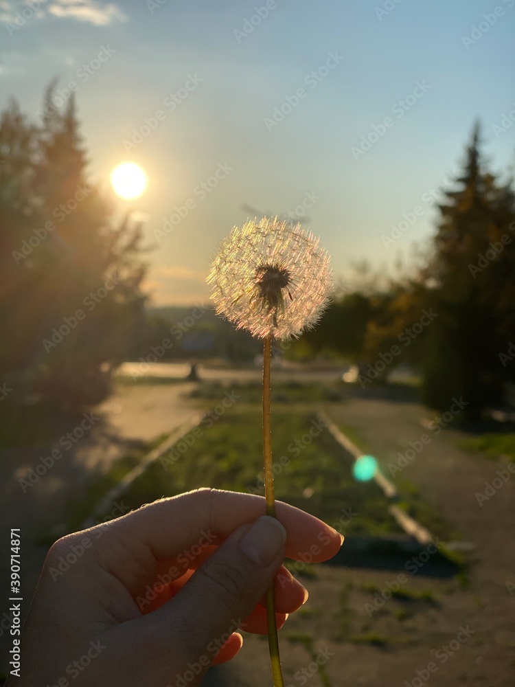 Fototapeta premium hand holding dandelion