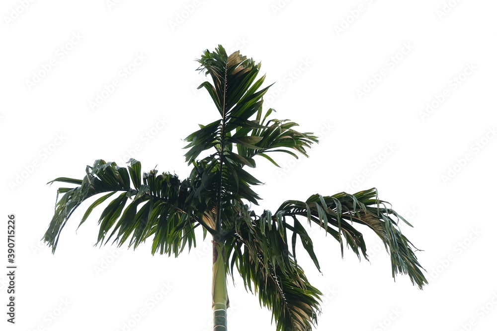 Tropical Betel tree with leaves and trunk on white isolated background for green foliage backdrop