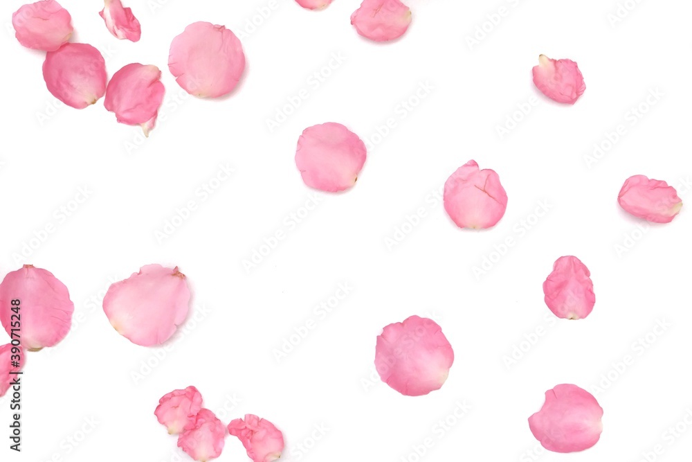 Blurred a group of sweet pink rose corollas on white isolated with copy space and softy style 