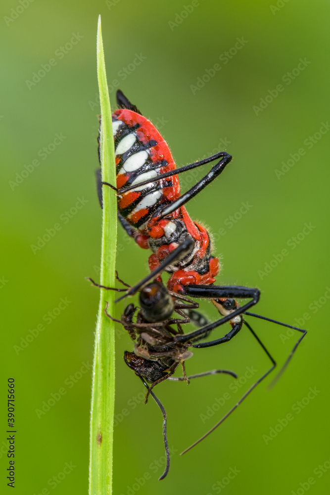 Dysdercus cingulatus is a species of true bug in the family Pyrrhocoridae, commonly known as the red cotton stainer Dysdercus cingulatus is a species of true bug in the family Pyrrhocoridae, commonly known as the red cotton stainer