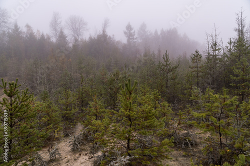 Drzewa w lesie pokrytym mgłą
