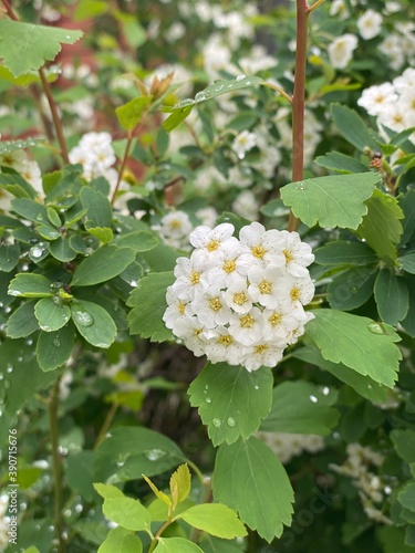 White flowers on the tree