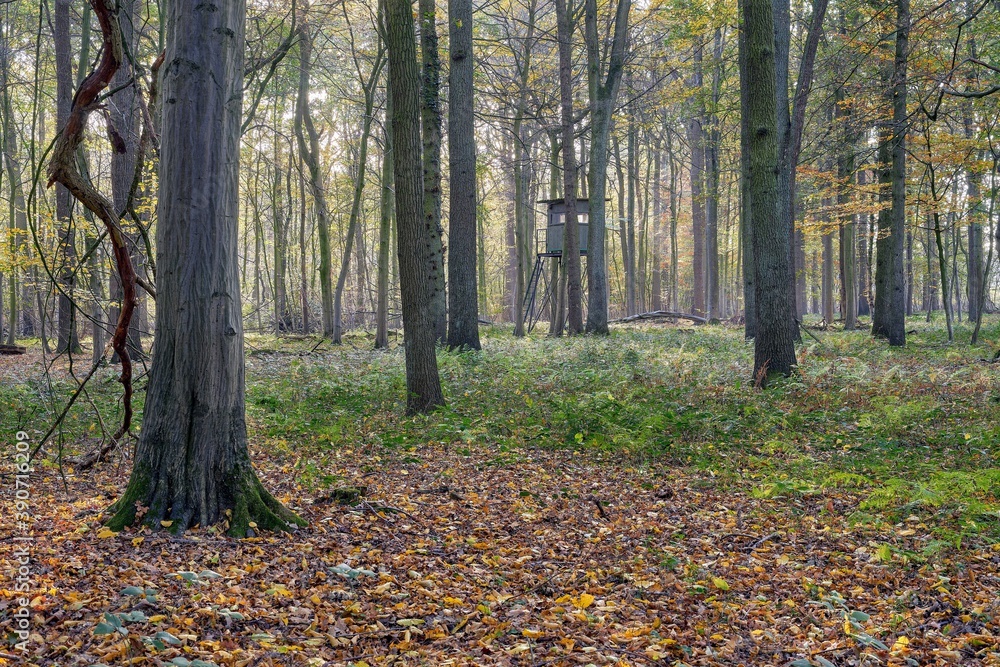 Forest scene in autumn with a hunting tower in the background. Forest scene in autumn with a hunting tower in the background.