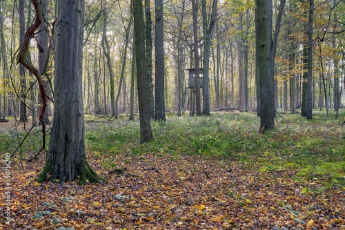 Forest scene in autumn with a hunting tower in the background.