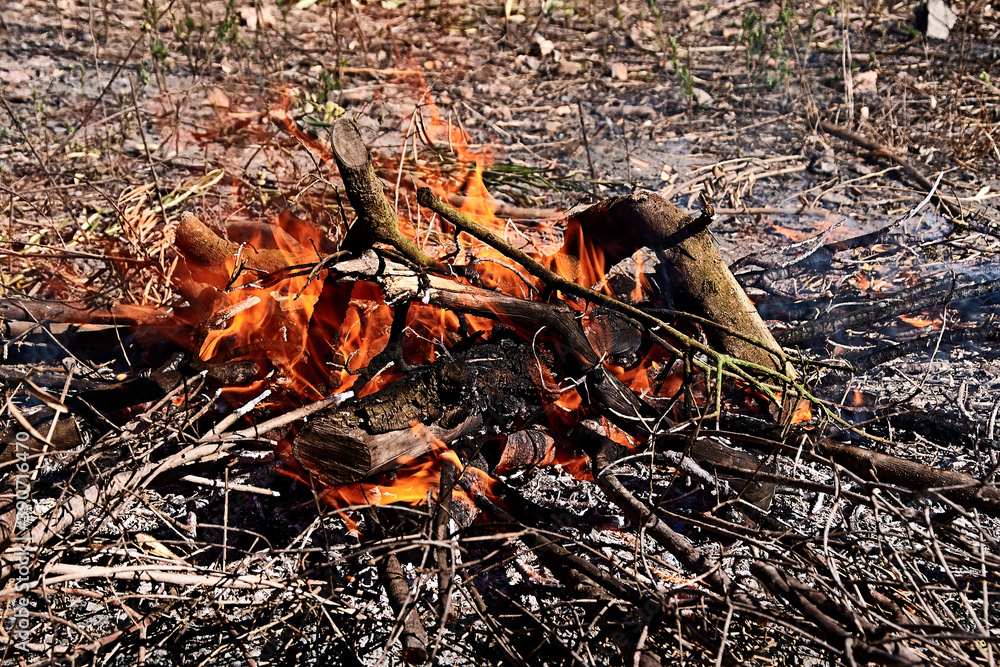 Bonfire in the bush on a sunny day Bonfire in the bush on a sunny day