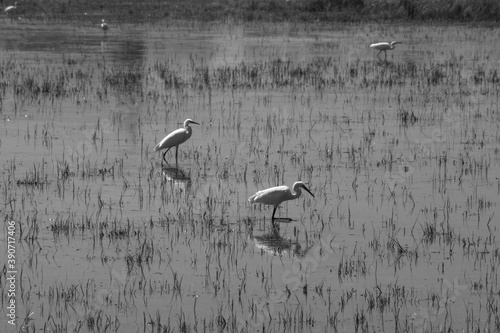 Canvas Print wetland with birds