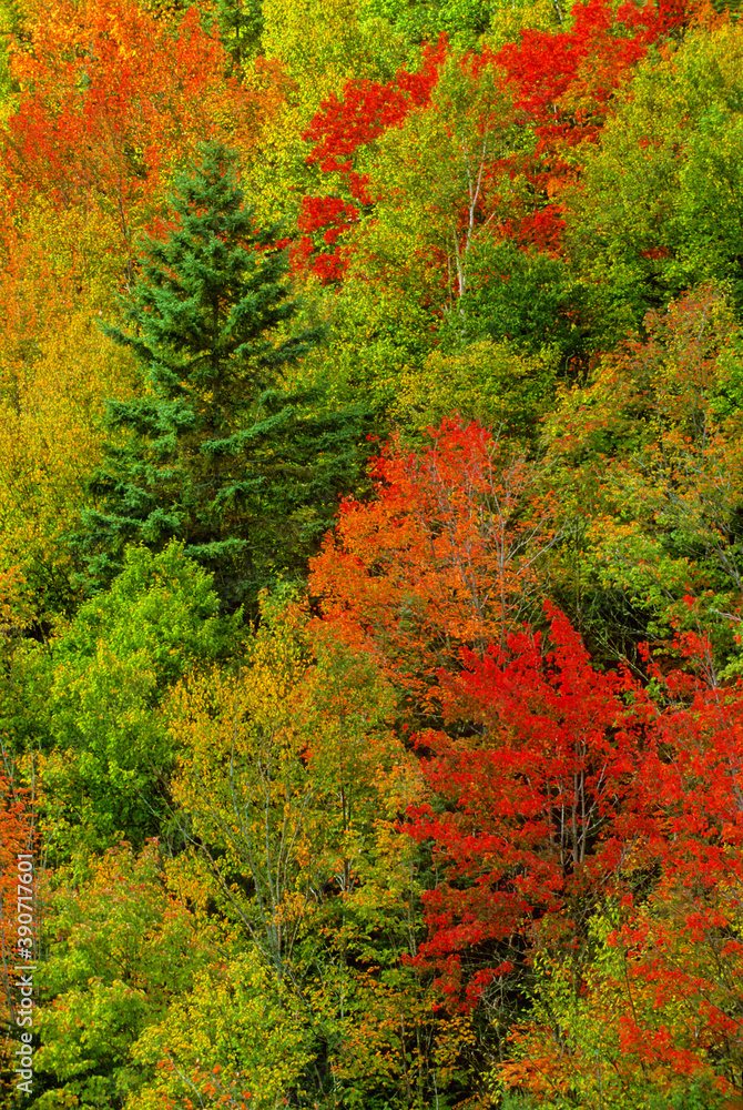 399-80 Fall Foliage in the Montreal River Gorge 399-80 Fall Foliage in the Montreal River Gorge