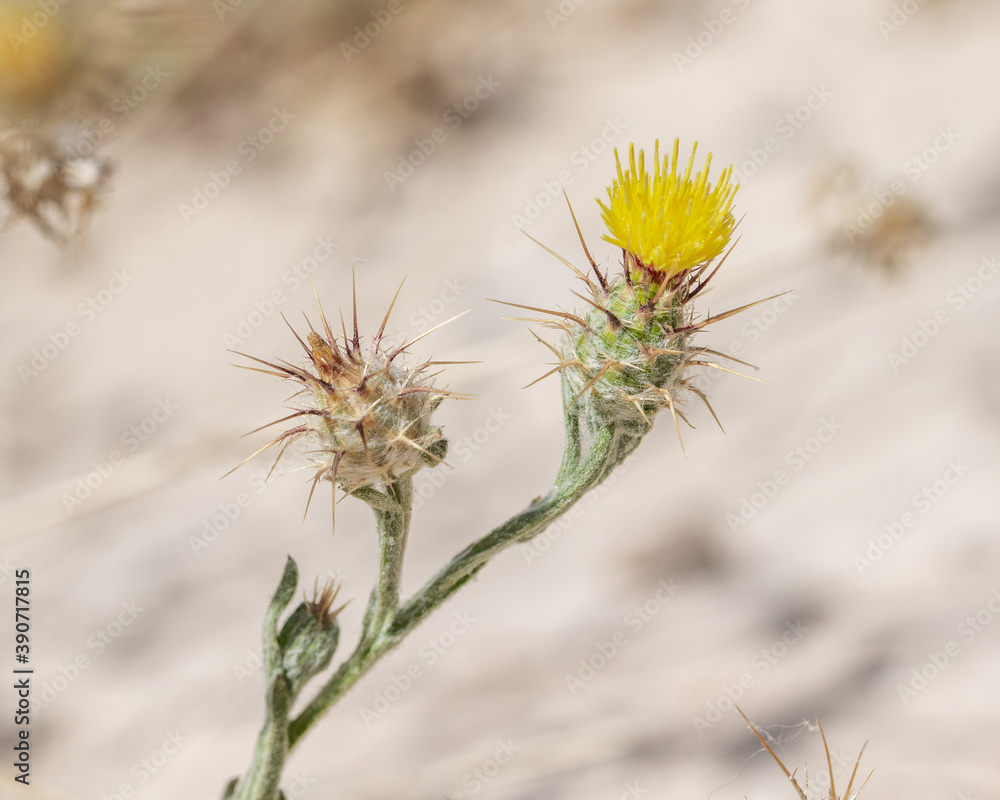 Maltese Star Thistle (Centaurea melitensis) is an invasive noxious weed in the Southwestern US with resin-dotted leaves and spine-tipped phyllaries. Maltese Star Thistle (Centaurea melitensis) is an invasive noxious weed in the Southwestern US with resin-dotted leaves and spine-tipped phyllaries.