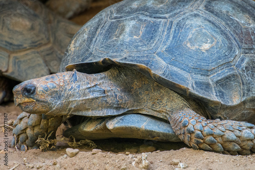 Turtles are an order of reptiles known as Testudines