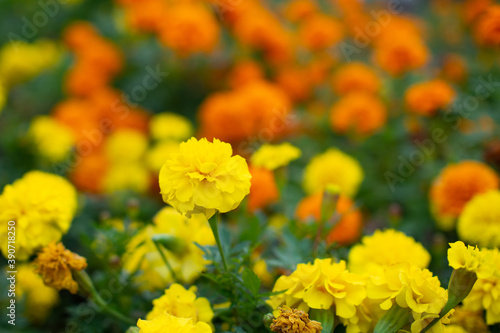 岐阜市の公園で咲いていたマリーゴールドの花