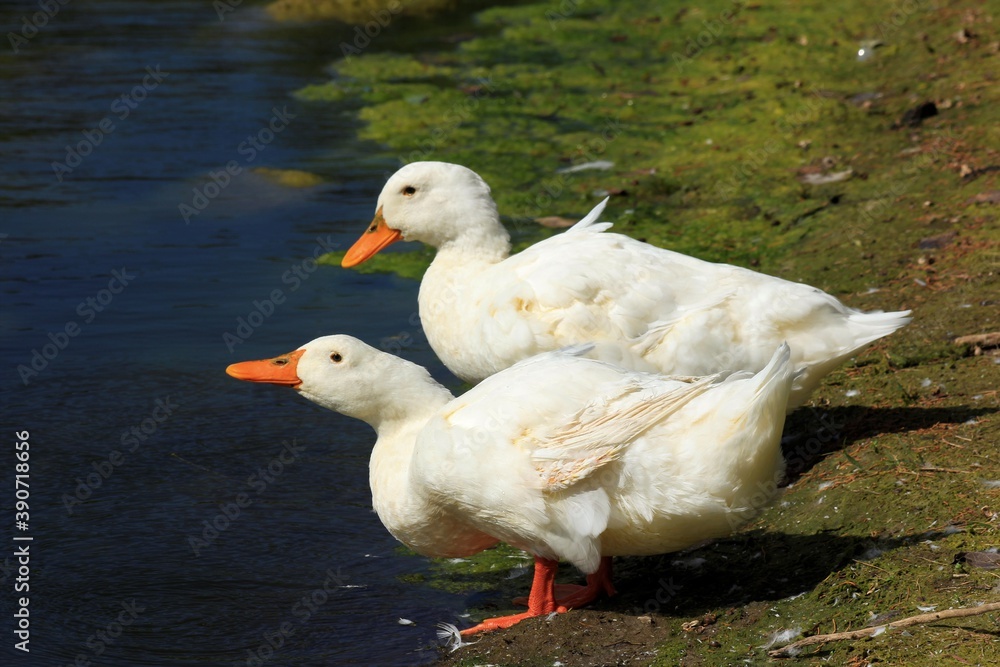 Kansas White Ducks at a Lake with green grass and moss at Sterling Lake in Sterling Kansas USA.