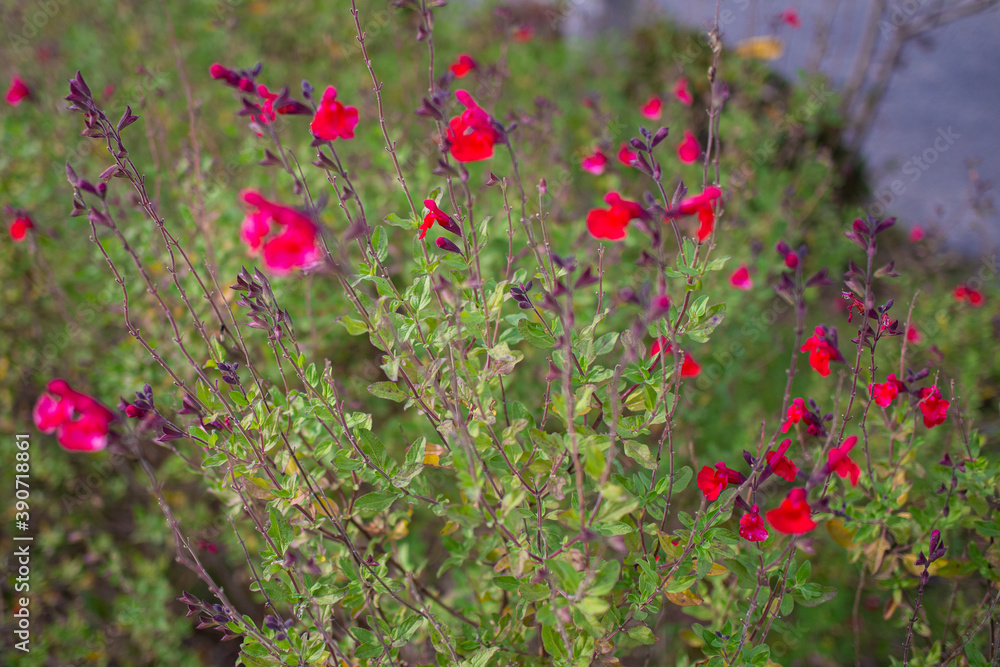 Fototapeta premium Flowers blooming in a park in Gifu city