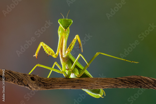 Foto gren praying mantis