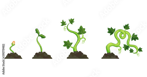Life cycle of growth pumpkin plant on white background. Planting process from seeds to sprout. Vector illustration in flat design