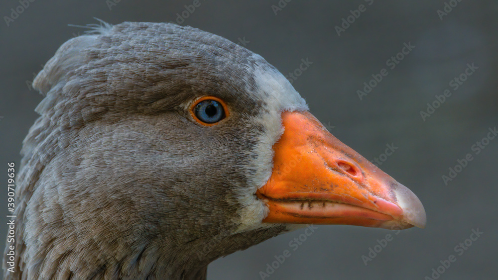 gans, bird, tier, schnabel, natur, ente, gans, wasser, feather, weiß, gans, bird, tier, schnabel, natur, ente, gans, wasser, feather, weiß,