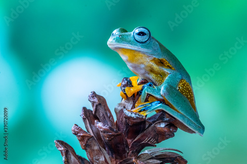 Wallace flying Frog or Rhacophorus reinwardtii photo