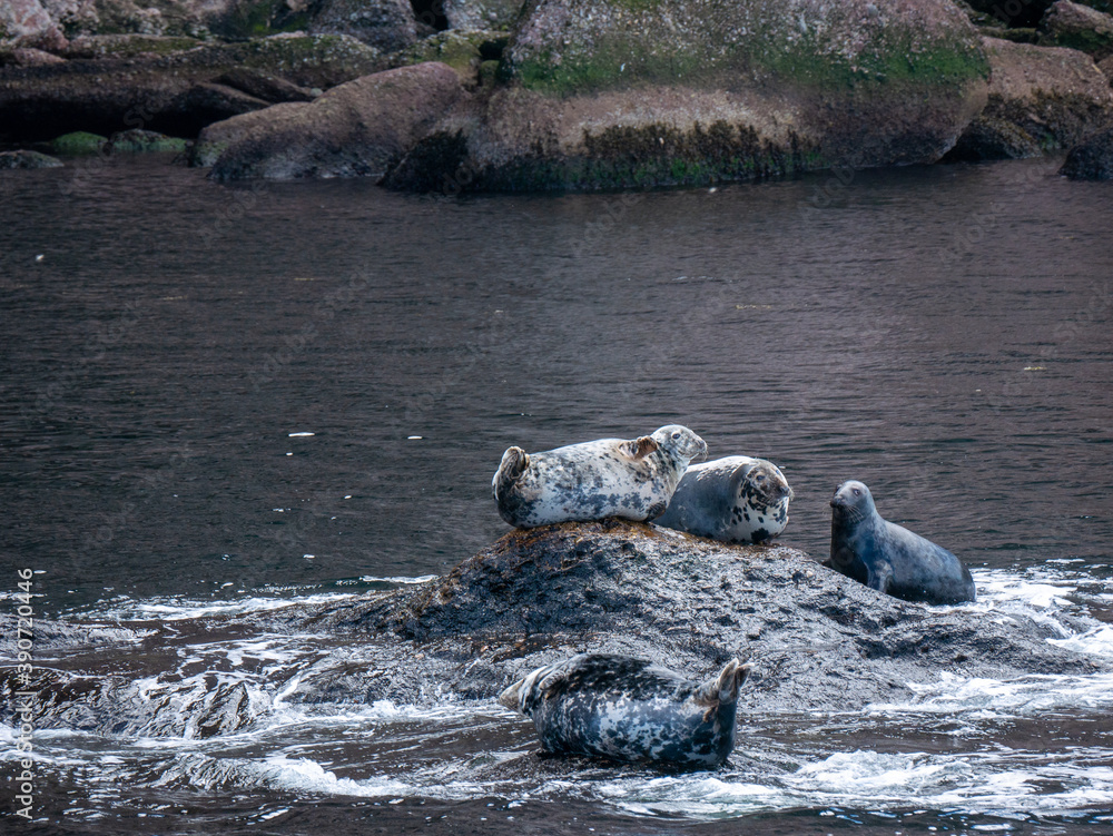 Fototapeta premium Seals near Bonaventure Island in Gaspesie, Quebec, Canada