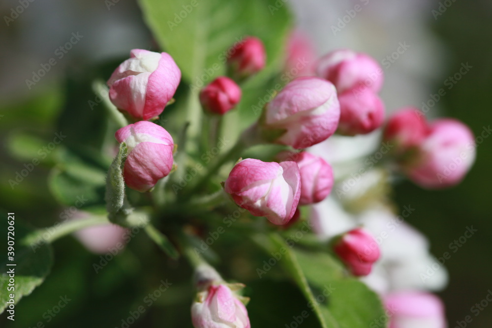 Apple blossom