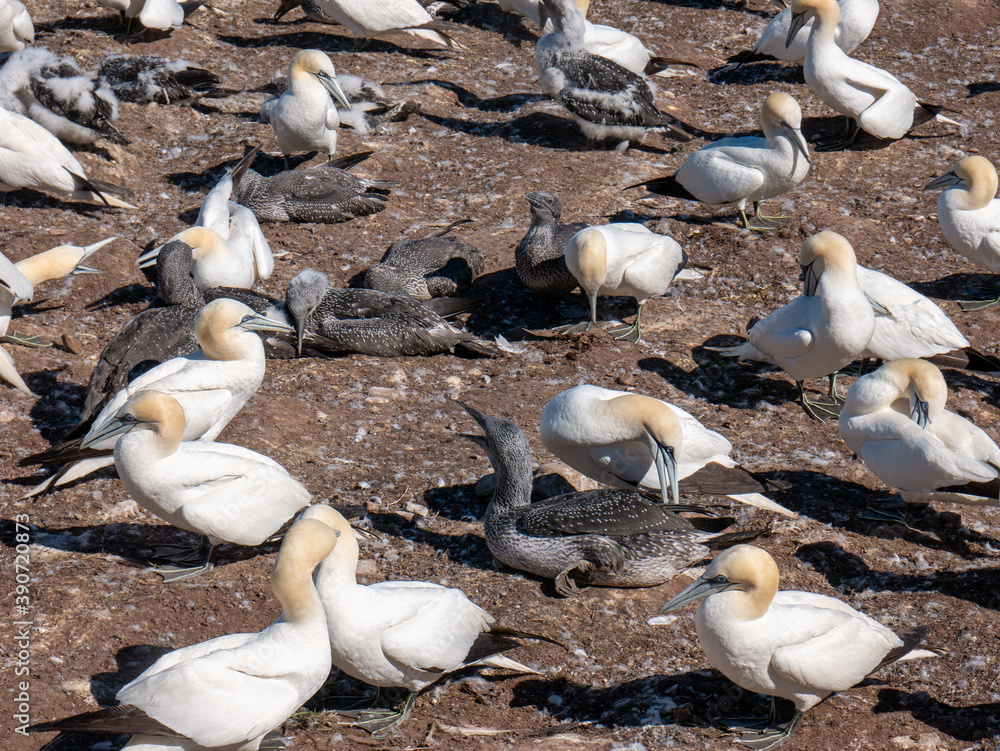 Obraz premium Northern Gannet colony with moms protecting their little ones