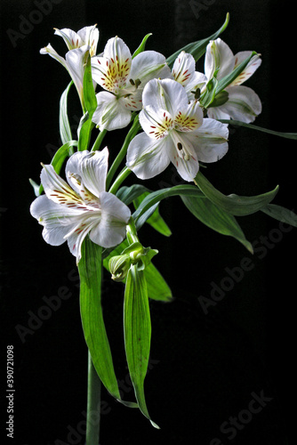 Flor Astrom  lia   Alstroemeria hybrida 