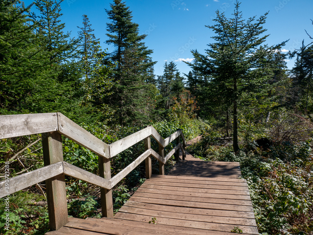 Staircase on a trail in the forests of Bonaventure island bird sanctuary - a Quebec national park. Staircase on a trail in the forests of Bonaventure island bird sanctuary - a Quebec national park.