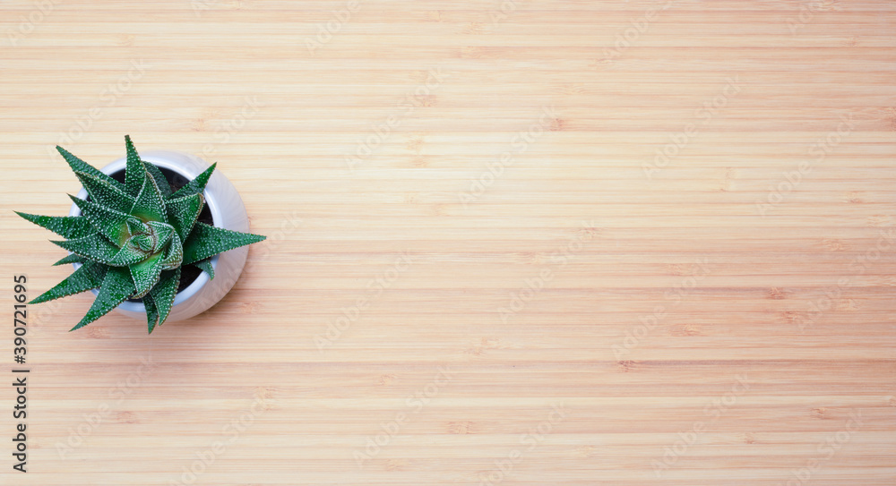 decorative plant in a pot on a wooden background decorative plant in a pot on a wooden background