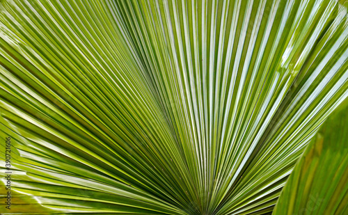 Fan palm tree leaves  Minas Gerais  Brazil  