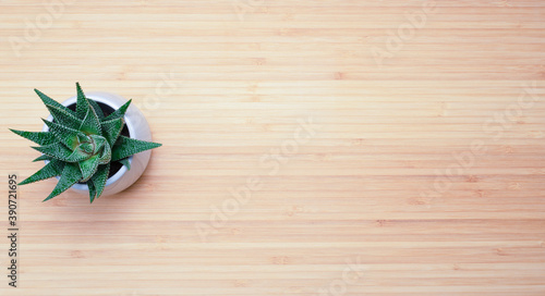 decorative plant in a pot on a wooden background