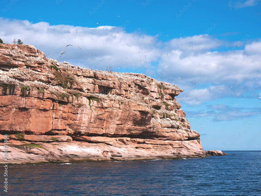 Cliff of rock mountain with thousands of northern gannets Bonaventure Island Gaspesie, Quebec, Canada