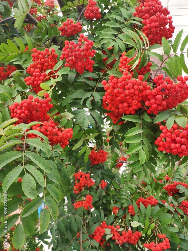 red and yellow flowers red and yellow flowers