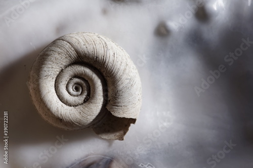 Shell hard isolated whit black background nature, golden ratio close up 1:1 macro details texture background simple elegant, earthy spiral snail clam