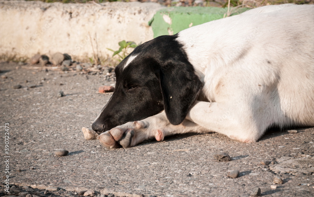 Lonely dog on the streets of Batumi. Georgia Lonely dog on the streets of Batumi. Georgia