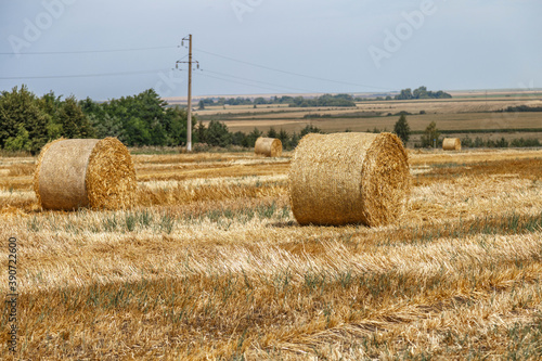 Straw rolls , wonderful panoramic view field of straw bales, beautiful landscape. Field after harvest with hay rolls. Landscape with farm land, straw and meadow. Grain crop, harvesting yellow wheat